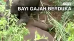Seekor bayi gajah terlihat memeluk jasad ibunya yang mati usai berkelahi dengan binatang lainnya.
