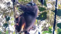 Liputan6.com yang berpatisipasi dalam Terios 7 Wonders Borneo Wild Adventure harus menyusuri hutan gambut untuk melihat langsung orang utan.
