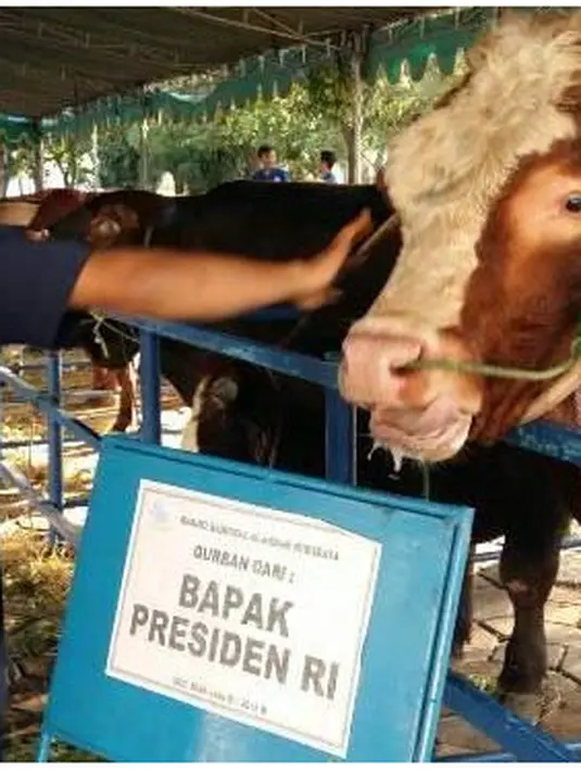 Presiden Joko Widodo membagikan hewan kurban untuk 33 provinsi di Indonesia. (Via Twitter/@Infolomba)