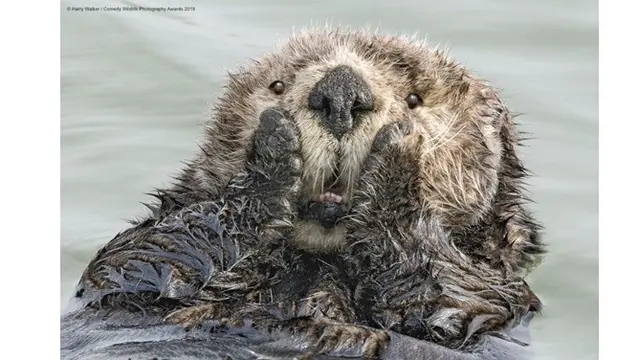 6 Foto Pemenang Comedy Wildlife Photography Awards 2019, Bikin Ngakak
