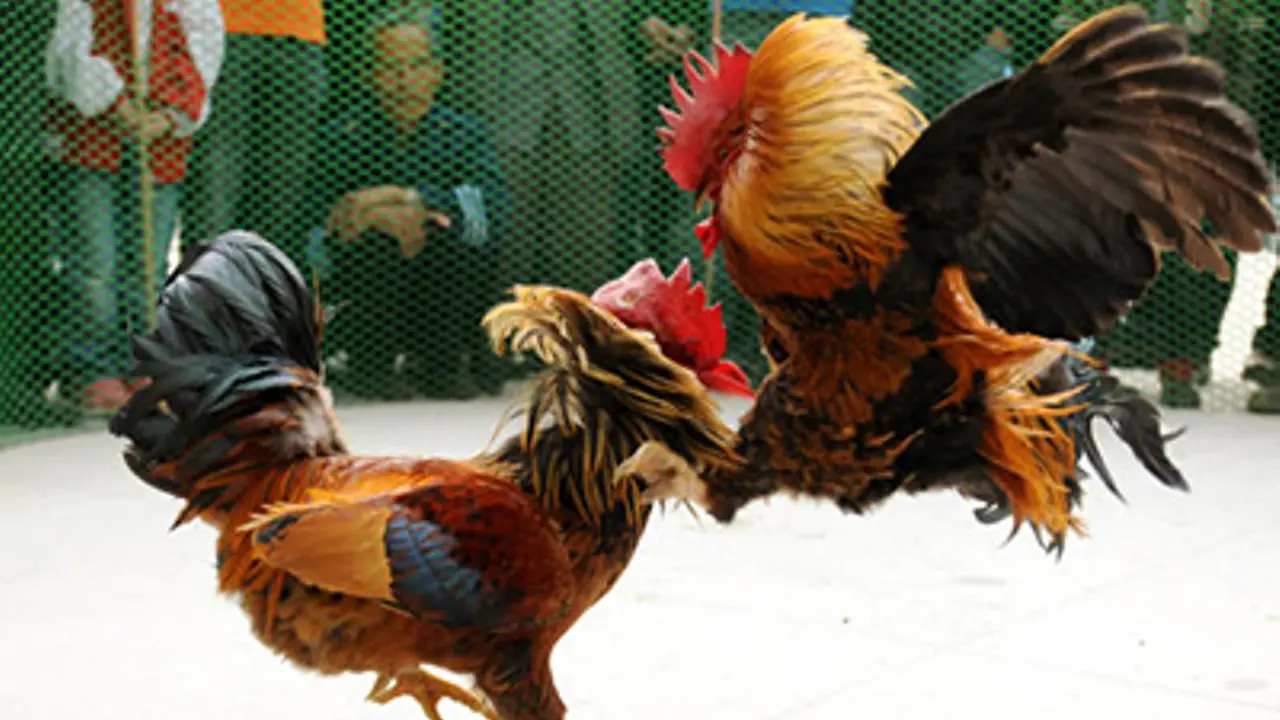 [Bintang] Ayam