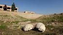 Tampak tengkorak di sebuah kuburan massal yang diduga lokasi makam anggota Yazidi Irak di pinggiran kota Sinjar, 30 November 2015. Pasukan Kurdi menemukan kuburan ini usai berhasil merebut kembali kota Irak dari militan ISIS. (Reuters/Ari Jalal)