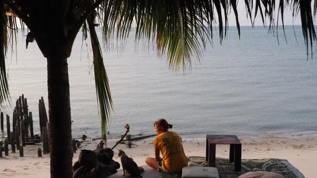 pantai kucing