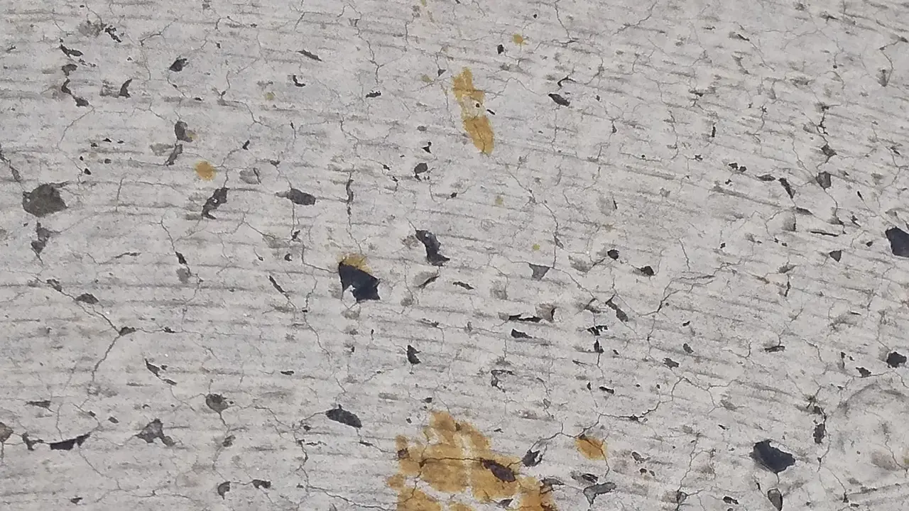 Seekor Kucing Jadi Buronan di Jepang Setelah Terjatuh ke Dalam Tong Berisi Senyawa Kimia Berbahaya