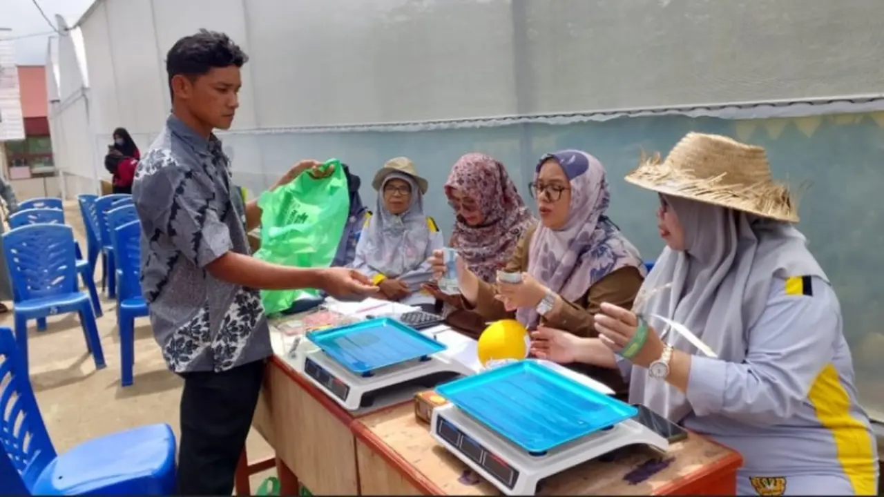 Panen Raya Budidaya Buah Melon Premium Hidroponik di Batusangkar