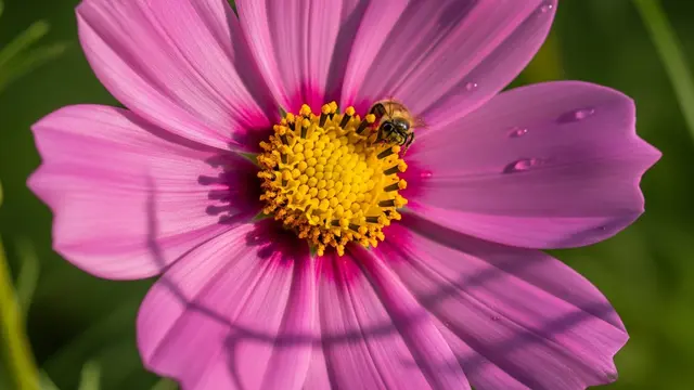 Bunga Cosmos