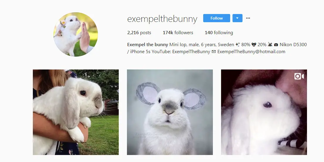 Akun Instagram Exemple the Bunny (Sumber: Instagram/ @exempelthebunny)