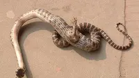 Ular Aneh Berkaki