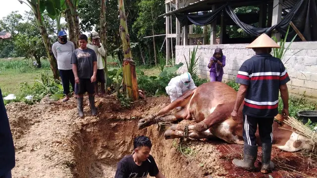 Hewan Ternak Terkena Wabah Penyakit Mulut dan Kuku (PMK) di Gunungkidul.