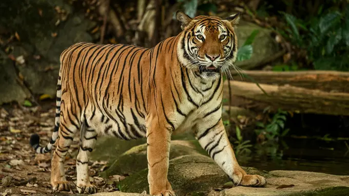 Mimpi Bertemu Harimau: Pertanda Baik atau Buruk? Waspadalah!
