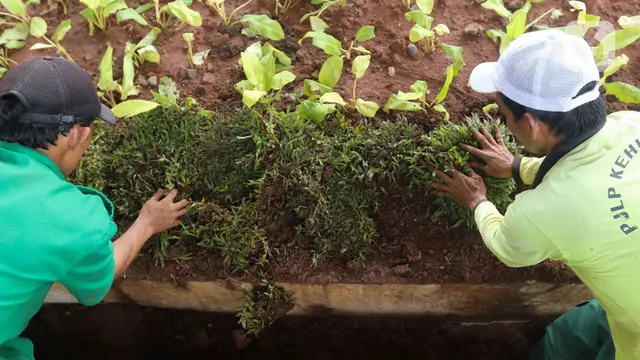 Urban Farming di Kolong Tol Becakayu