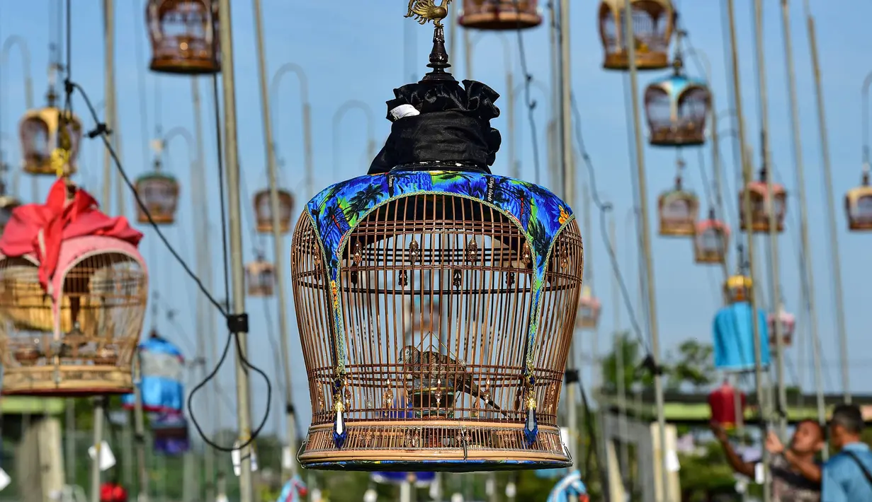 Burung-burung berada di dalam sangkar selama kompetisi kicau burung di provinsi Narathiwat, Thailand, pada tanggal 18 September 2023. (Madaree TOHLALA/AFP)