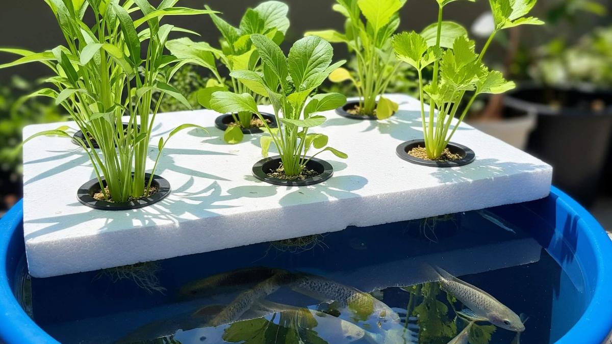 6 Ide Budikdamber Ikan dan Sayur Sekaligus Untuk Pensiunan, Produktif di Masa Senja