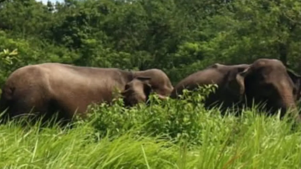 gajah seblat