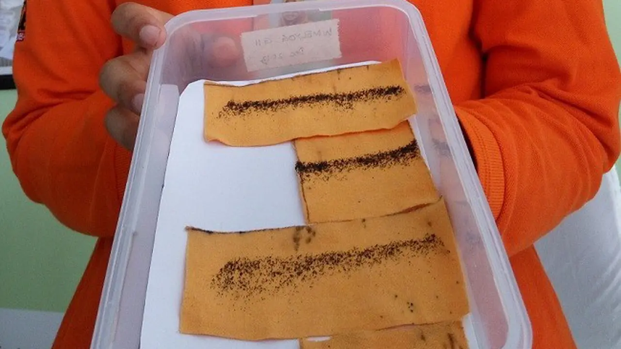 100.000 Pasukan Pembuat Mandul Siap Halau DBD dari Yogya