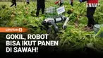 Pemanfaatan teknologi canggih kini mulai merambah sektor pertanian di China. Di sebuah ladang di Chongqing, drone tampak melayang di udara sementara robot anjing bergerak di atas tanah untuk membantu aktivitas para petani.