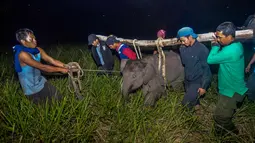 Petugas medis Balai Besar Konservasi Sumber Daya Alam (BBKSDA) Provinsi Riau mengevakuasi seekor anak gajah sumatera liar yang terluka di Siak, Riau, Rabu (16/10/2019). BBKSDA Riau harus mengevakuasi satwa dilindungi itu ke Pusat Pelatihan Gajah di Minas untuk perawatan selanjutnya. (WAHYUDIE/AFP)
