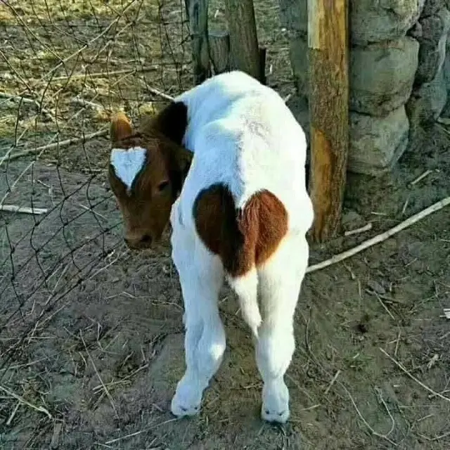 7 Potret Hewan dengan Warna Bulu Maupun Kulit yang Anti Mainstream