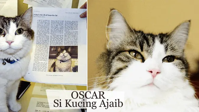 Oscar Kucing Lucu Ini Tahu Kapan Seseorang Akan Meninggal Lifestyle Fimela Com
