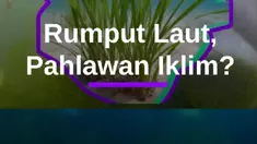 Video Peran Rumput Laut dalam Menyerap Karbon dan Ancaman yang Dihadapi #Merdekadotcom #Mdkdw26 16 Apr 2026