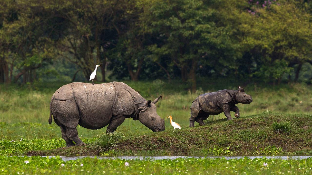 Melihat Badak Bercula Satu India di Suaka Margasatwa Pobitora