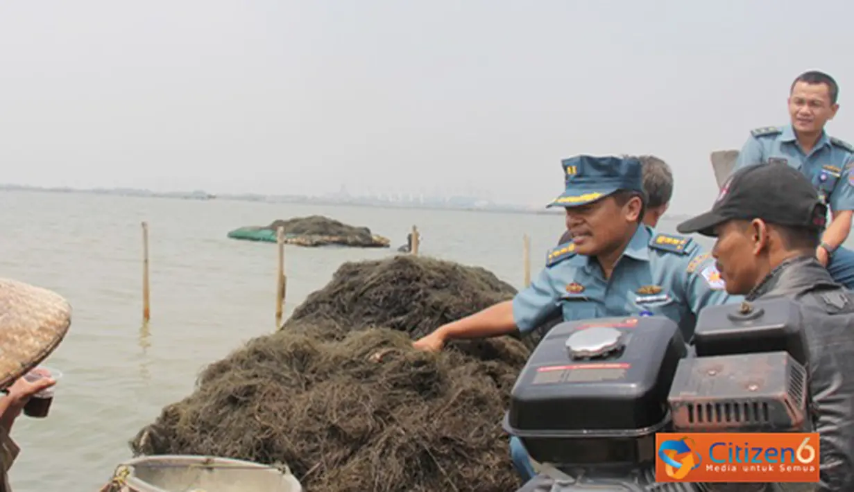 Citizen6,Tarumajaya: Kapuskopal Kolinlamil Letkol Laut (KH) Drs.Uus Kusnendi melihat lamgsung hasil panen rumput laut di daerah  Segara Jaya, Muara Tawar, Tarumajaya, Bekasi, Kamis, (6/9). (Pengirim: Dispenkolinlamil).