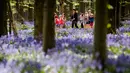 Sekelompok anak-anak berjalan di antara bunga bluebell yang bermekaran di hutan Hallerbos, Belgia, Kamis (19/4). Warna biru yang dominan dari bunga bluebells ini menyebabkan Hallerbos Forest dijuluki sebagai hutan biru. (AP/Geert Vanden Wijngaert)