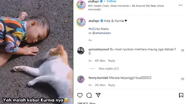 Kucing Arka