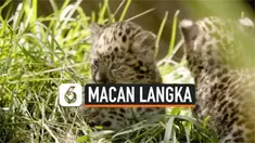 THUMBNAIL MACAN