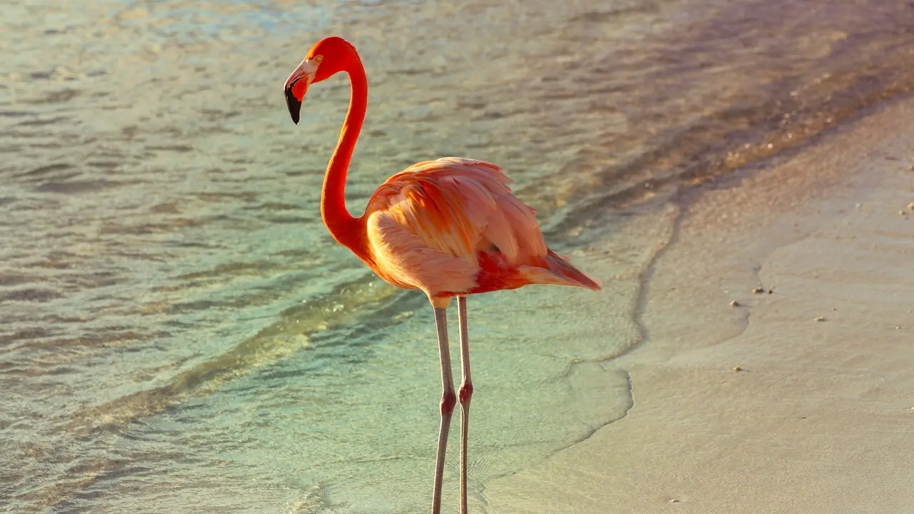 Ilustrasi Flamingo (Unsplash/Lex Melony)