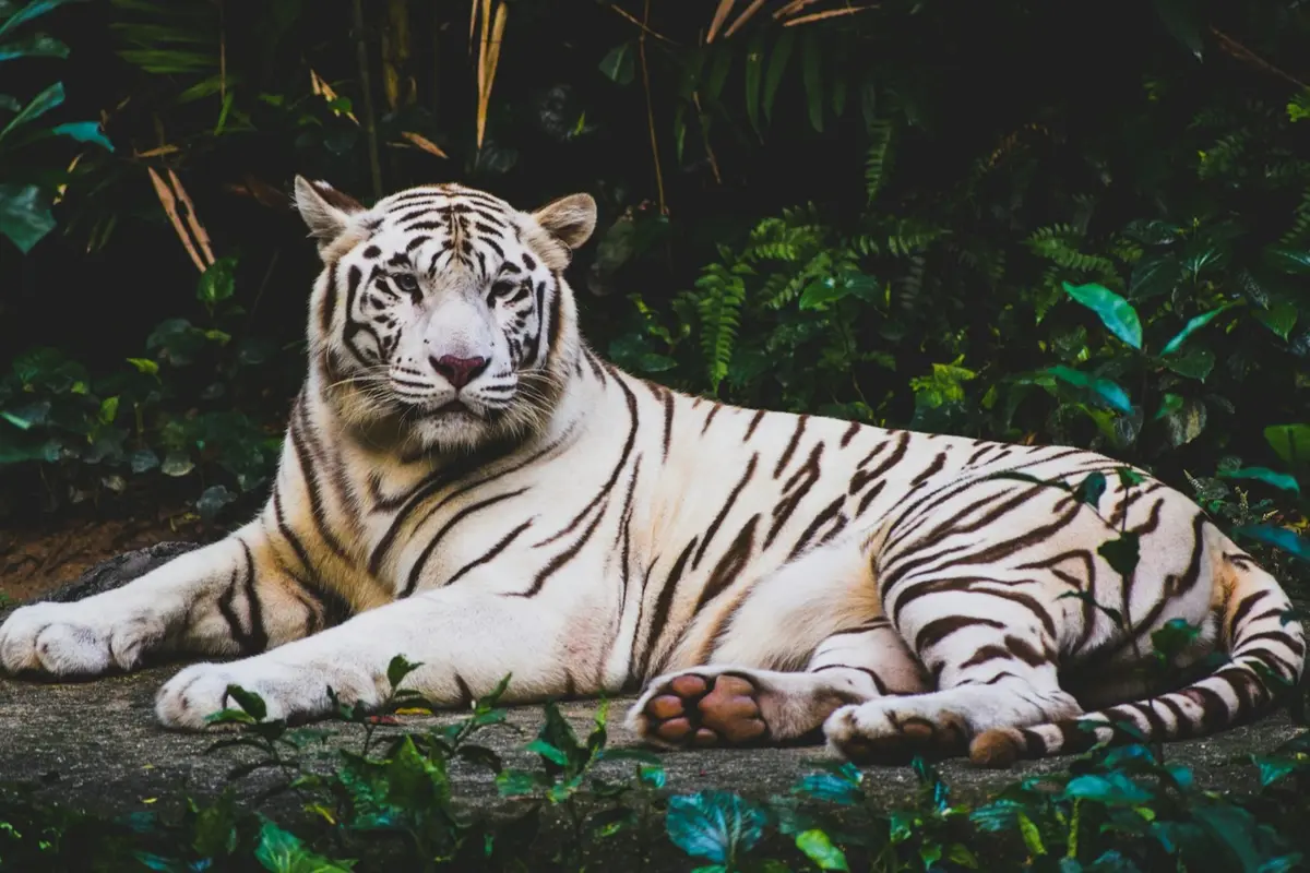 White Tiger