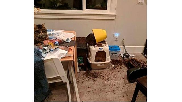 Tingkah kucimg (Sumber: Boredpanda)