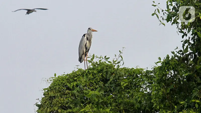 Mengamati Burung Migrasi di Perairan Hutan Lindung Angke Kapuk