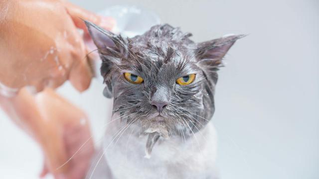 Cat Bathe