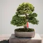 Ilustrasi tanaman bonsai. (Photo by Mark Tegethoff on Unsplash)