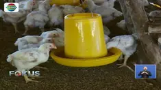 Tingginya harga ayam potong hingga mencapai Rp 30 ribu per kilogram, dari sebelumnya hanya Rp 25 ribu per kilogram, ternyata disebabkan oleh kenaikan harga bibit ayam di tingkat peternak.