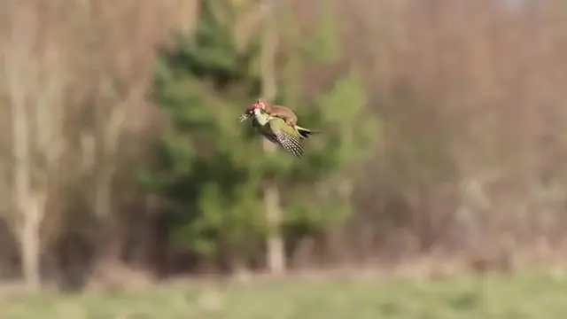 Weasel Hitching a Lift by Martin Le-May, 2015