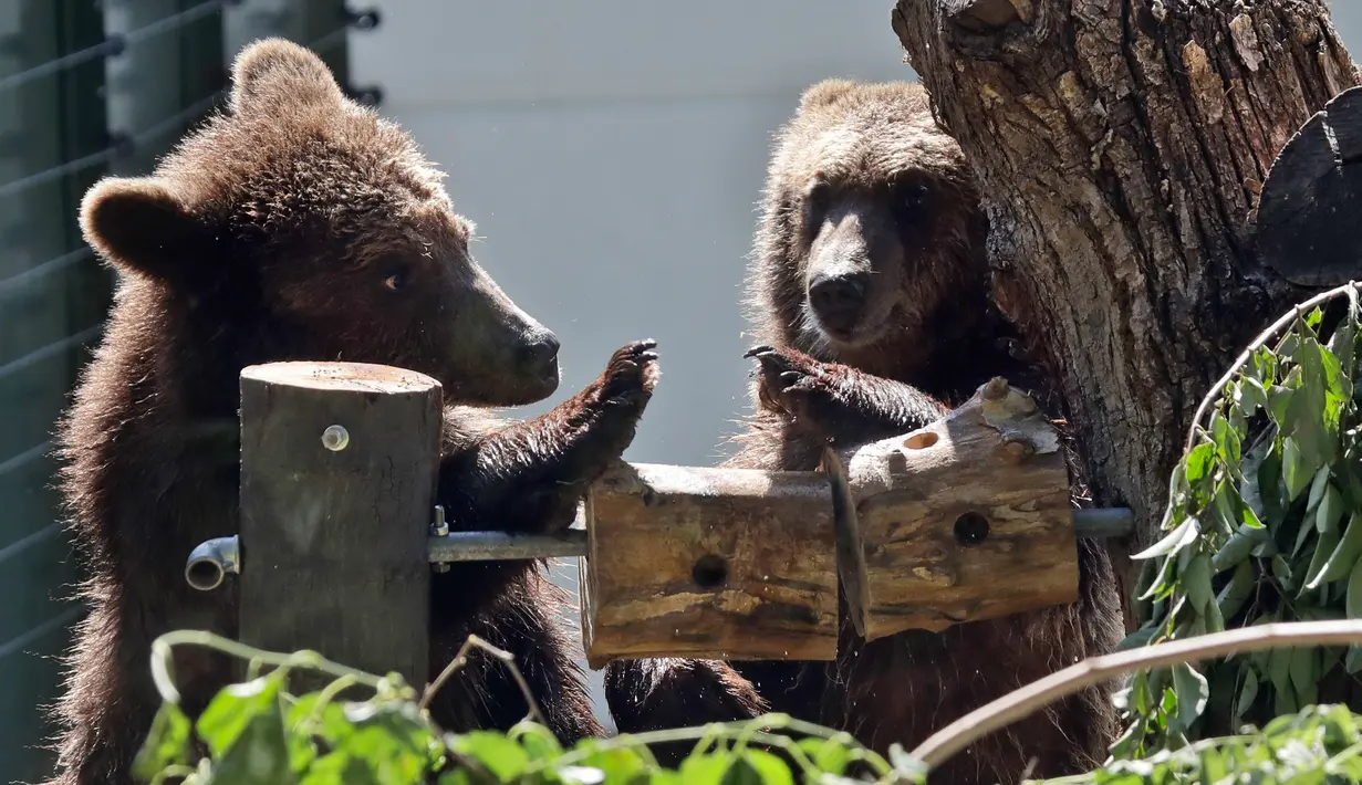 Anak beruang cokelat Gianni (kiri) dan Sam bermain di area Bioparco Roma, (24/5). Dua bayi beruang berusia 18 bulan ini dibawa ke Italia setelah ditemukan oleh beberapa asosiasi hak hewan. (AP Photo/Alessandra Tarantino)