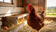 8 Ciri Ayam Betina Mulai Siap Bertelur yang Perlu Diketahui, Kenali Tandanya