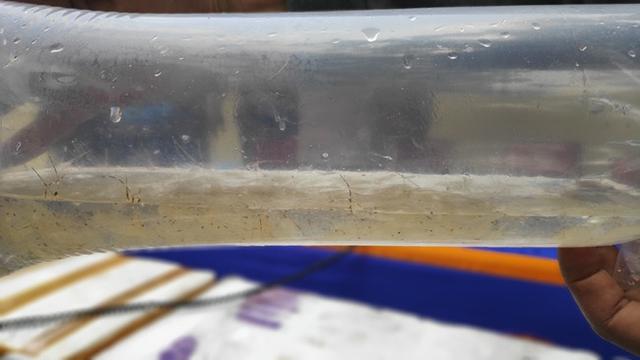 Baby Lobster dengan ukuran kecil dan bening dalam kantong plastik beroksigen untuk diselundupkan ke Vietnam.