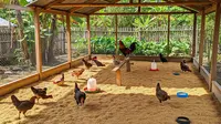 7 Cara Membuat Kandang Ayam Anti Tikus dan Ular, Minimalkan Kerugian