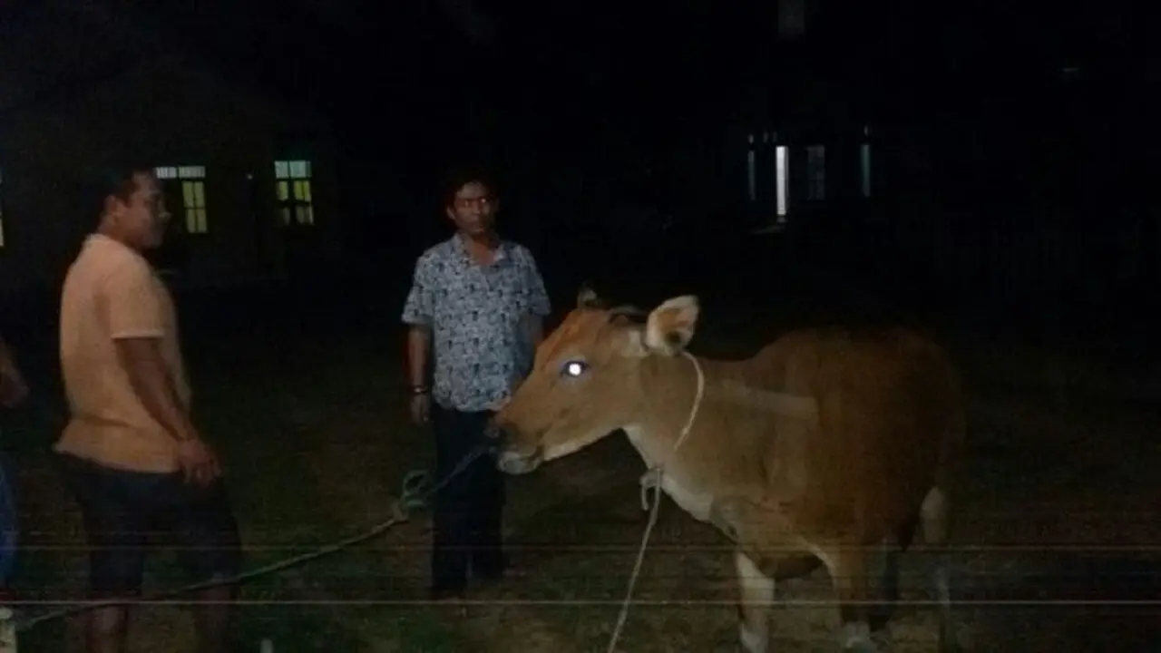 Sapi di Jambi