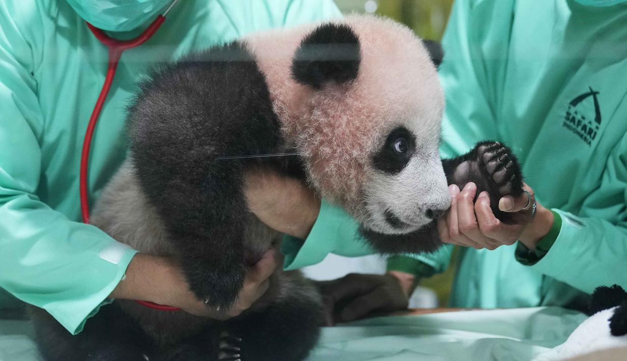 Dokter hewan merawat Satrio Wiratama atau Rio, anak panda raksasa pertama yang lahir di Indonesia, saat pratinjau media di Taman Safari Indonesia, Bogor, Jawa Barat, Jumat 15 Mei 2026. (AP Photo/Achmad Ibrahim)