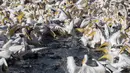 Pelikan putih besar mencari ikan di Waduk Mishmar HaSharon, Lembah Hefer, Israel, Senin (8/11/2021). Ribuan pelikan yang sedang menuju Afrika berhenti di Waduk Mishmar HaSharon untuk makanan yang disediakan oleh otoritas cagar alam Israel. (AP Photo/Ariel Schalit)