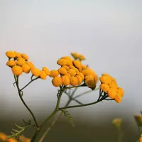 Immortelle memiliki khasiat untuk cegah masalah penuaan dini (pixabay.com/Goran H)