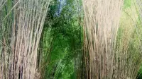 Hutan Bambu Keputih, Surabaya, Jawa Timur. (royandrian/Instagram)