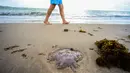 Sejauh Musim Panas ini mereka telah berada di perairan Galicia, Asturias, Cantabria, dan Negara Basque. (AFP/Jose Jordan)