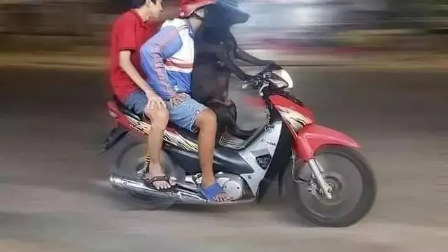 7 Potret Kocak Orang Boncengin Hewan Peliharaannya Ini Lucu Banget