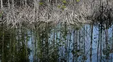 Hutan bakau yang rusak terlihat di dekat rumah-rumah penduduk pada Hari Mangrove Sedunia di Banda Aceh pada tanggal 26 Juli 2024. (CHAIDEER MAHYUDDIN/AFP)