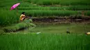 Seorang pria suku Khasi memancing saat hujan dekat sawah di sebuah desa di sepanjang perbatasan negara Assam-Meghalaya di India (11/9). Suku Khasi adalah sebuah suku pribumi yang berada di bagian timur laut India. (AP Photo/Anupam Nath)